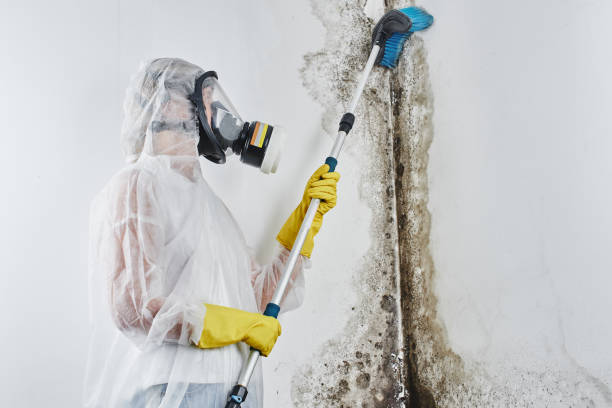 Certified Mold Removal in Cottage Grove, OR
