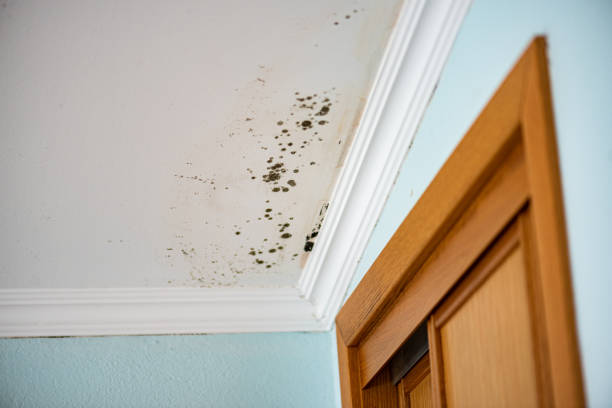 Best Commercial Mold Removal  in Cottage Grove, OR