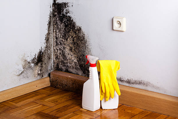 Best Best Mold Removal Companies  in Cottage Grove, OR