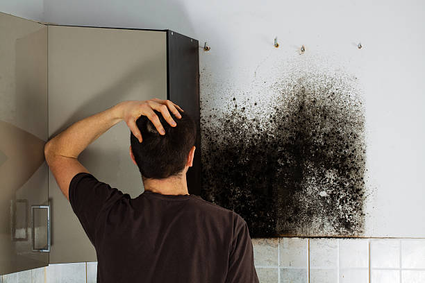 Best Attic Mold Removal  in Cottage Grove, OR